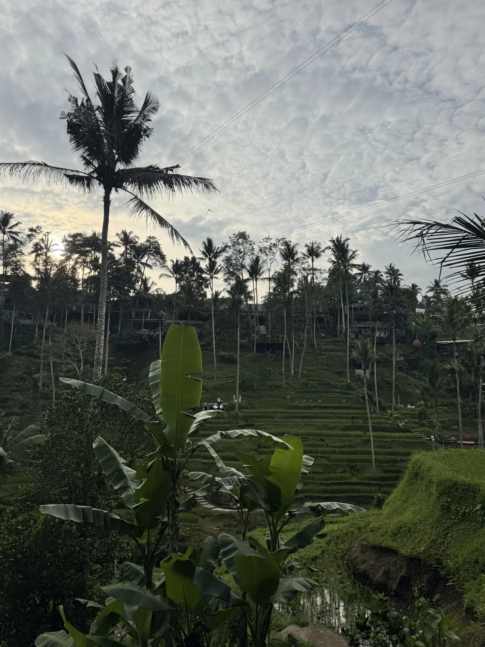 Samar Rice Terraces Free stairs leading to the Rice Terraces | Travel Guide | TravelPal